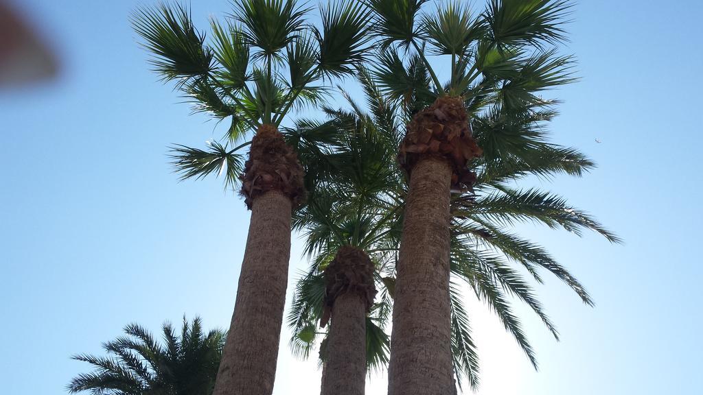 Palmeral De Torrevieja Bagian luar foto